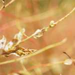 What and how effective are partial repeats?