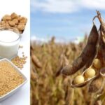Tutto sulle proteine ​​di soia